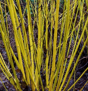 Cornus Sericea hybrid (Yellow Stem Dogwood)-0