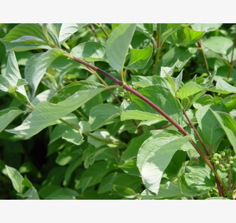 Cornus Sericea hybrid (Red Stem Dogwood)-118