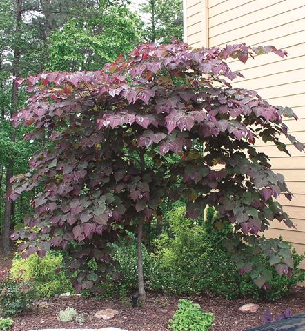 Cercis Canadensis Forest Pansy-0