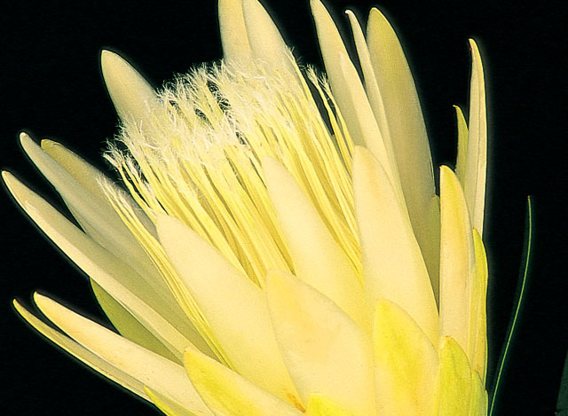 Protea Honeyglow-0